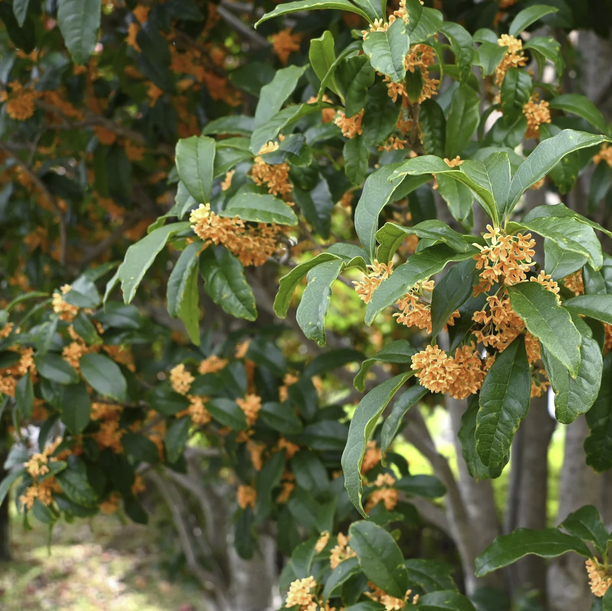 Orange Tea Olive (Osmanthus fragrans var. aurantiacus)